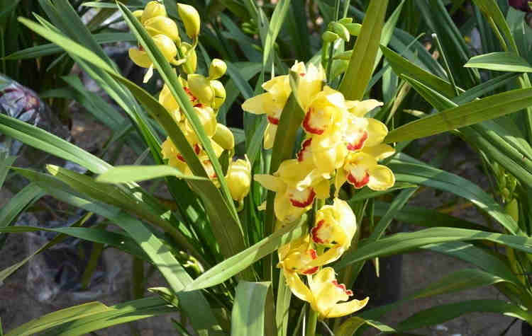 过年买什么鲜花摆家里好,春节家中摆满什么花寓意好