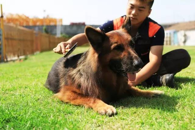 优狗宠物度假寄养房间,春节24小时宠物寄养机构价目表