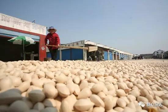 同样的银杏，不同的光景，“银杏第一镇”的忧思与求变