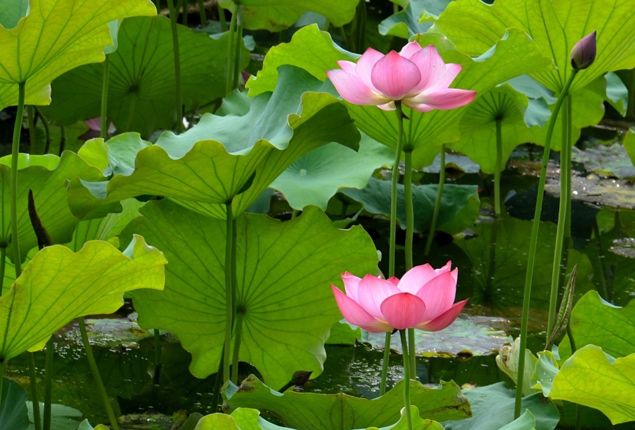 无锡旅游到底好不好玩,无锡旅游值得去吗