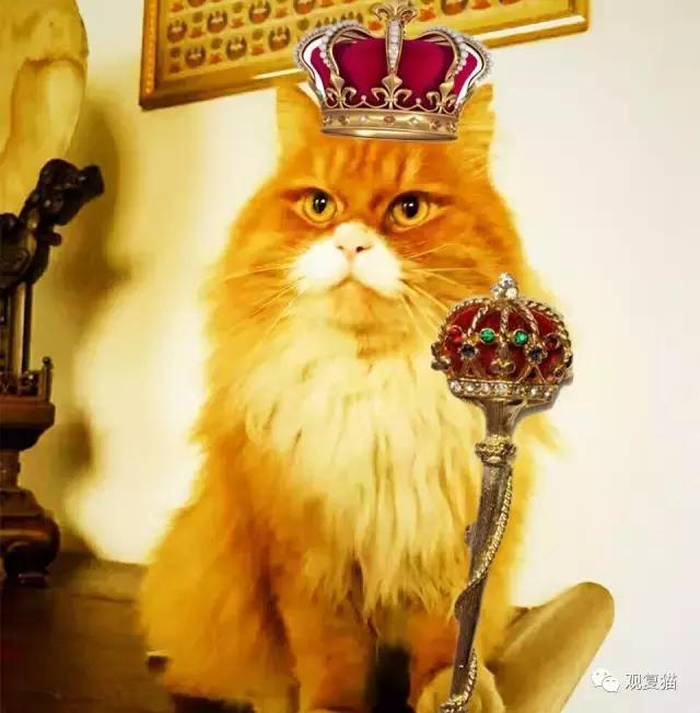 《蓝毛毛找猫》第三讲：虎假虎威