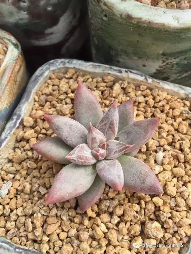 没有暖气的包邮区,肉肉照样美美的!