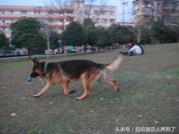 狗狗正确的洗澡步骤,附上爱犬照片
