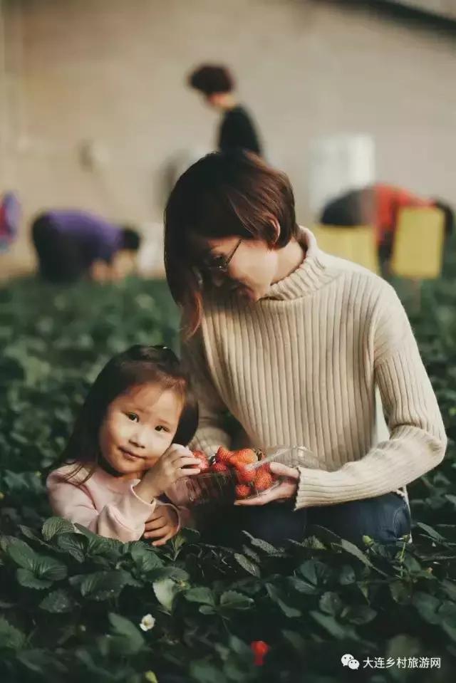 「话莓」之二：一颗草莓折射金普产业融合助力供给侧改革