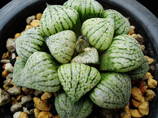 十二卷寿品相,十二卷玉寿