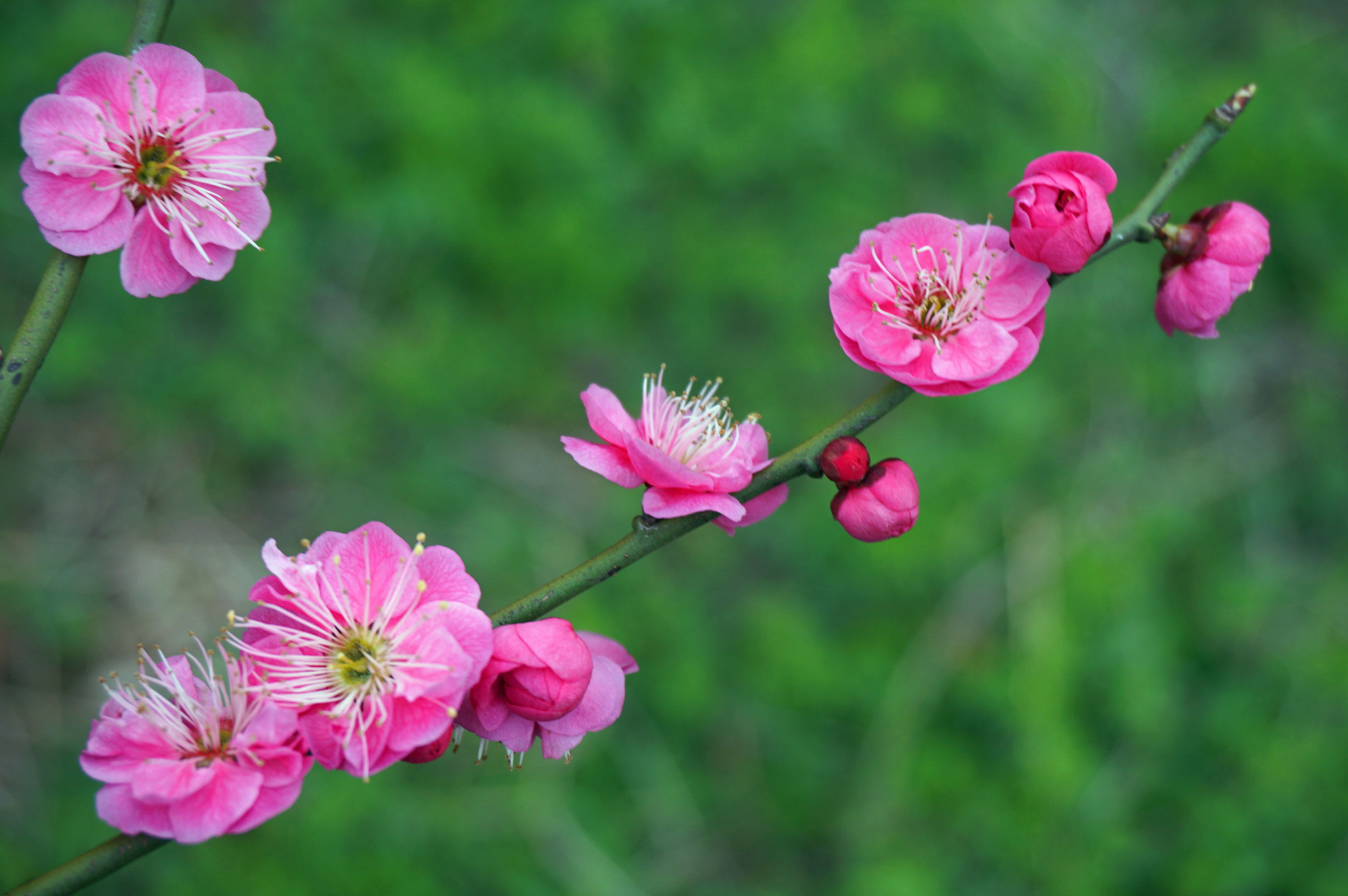 咏梅吟诵完整版,姜夔著名的咏梅诗