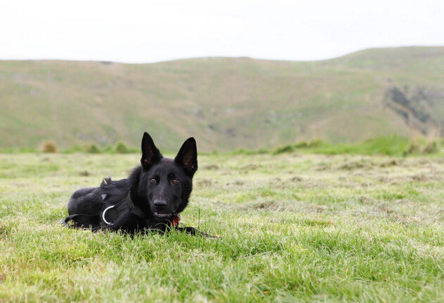 我家的德牧和别人家的德牧,我家德牧黑白两道杠
