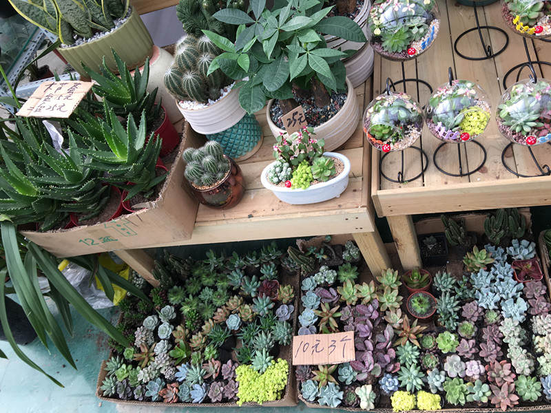 年宵花蝴蝶兰探店,年宵花老桩