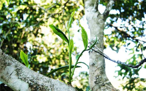 如何评价一款茶的品质优劣,品质最好的茶是以什么标准来判断