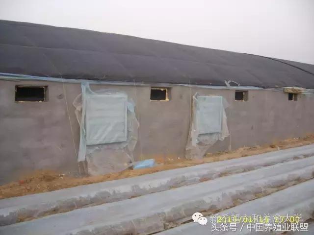 冬季鸡怎么管理,冬季脱温鸡怎么养