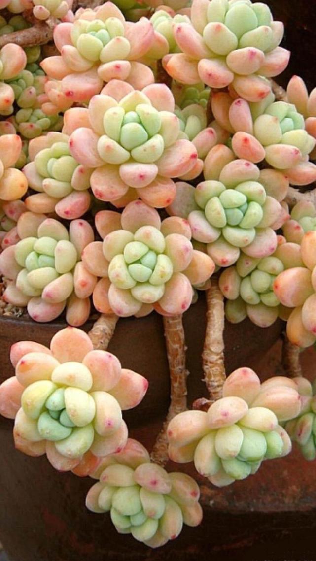 养花怎么让植物枝干粗壮,盆栽植物室内怎么养才能养活