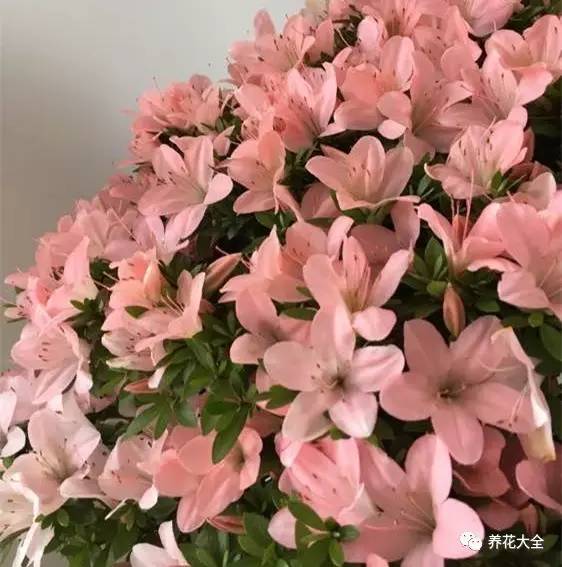 最美大杜鹃花图片,中国最美天然杜鹃花