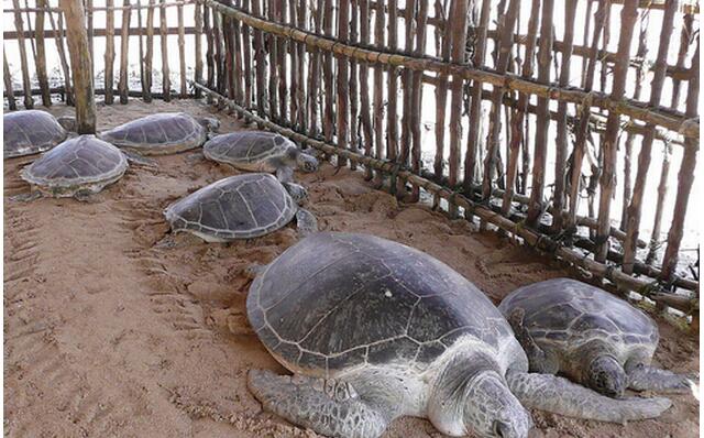 农村怎样致富赚钱,农村致富新门路