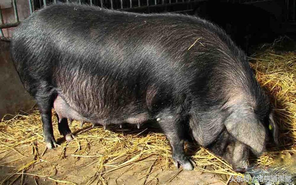 猪全群腹泻,猪病毒性腹泻呕吐吗