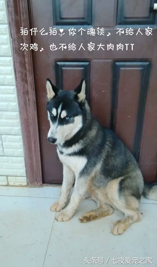 哈士奇在农村放养还是拴住,哈士奇不能养吗