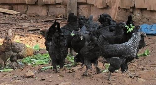 云南十大漂亮的鸡,云南第一生态鸡