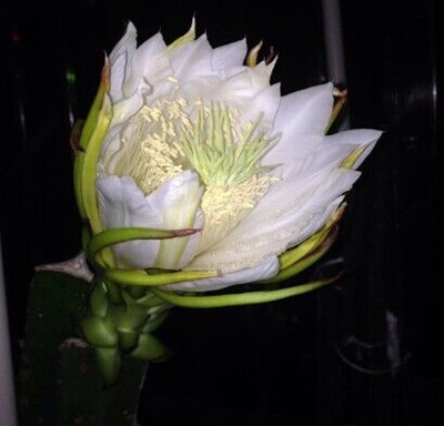 火龙果怎么种盆栽才结果,盆栽火龙果枝条怎么种当年结果