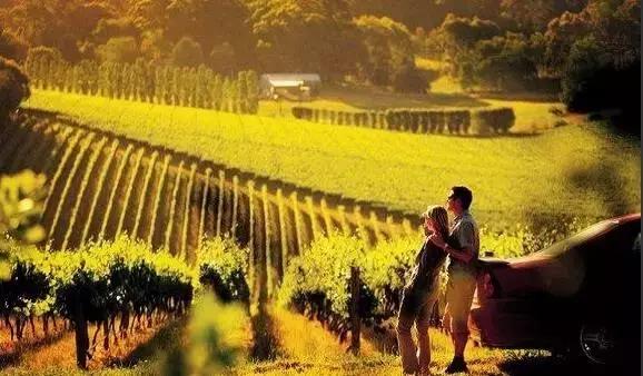 澳大利亚葡萄酒为什么下滑,为什么澳大利亚的葡萄酒历史很久