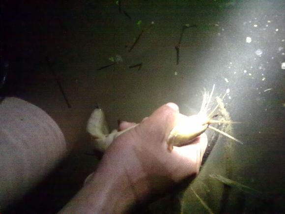 在农村钓鱼用什么虫子,农村钓鱼用什么饵料最好