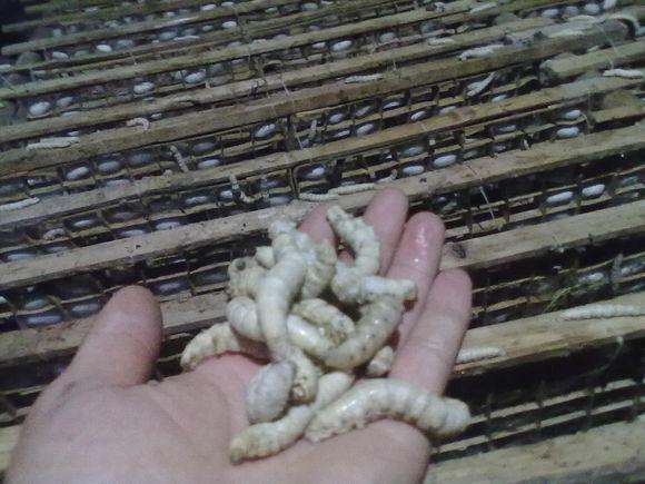 在农村钓鱼用什么虫子,农村钓鱼用什么饵料最好