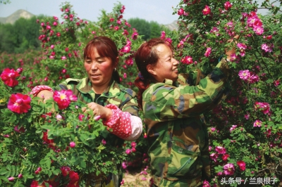 兰州苦水玫瑰,永登苦水玫瑰可以摘了吗