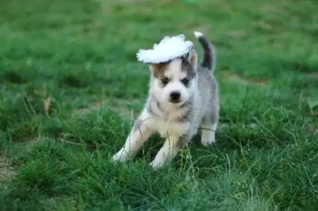 走丢的狗狗怎么寻回,丢了狗狗如何寻找