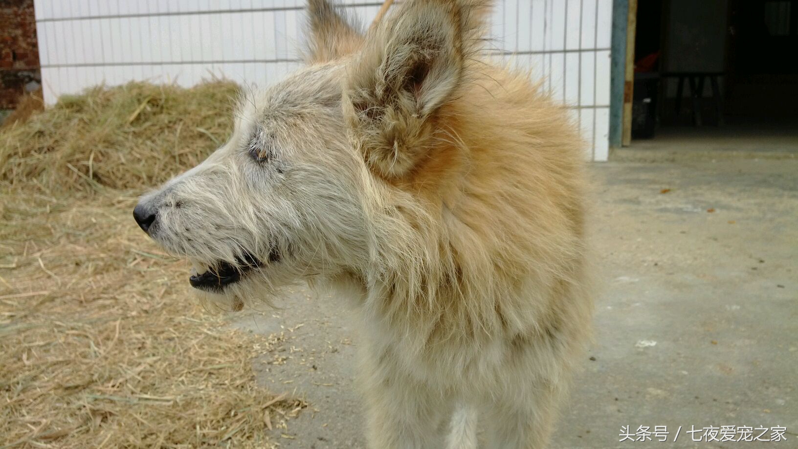 一只令无数人羡慕的小狗的故事,一条通人性而又忠诚的狗的故事