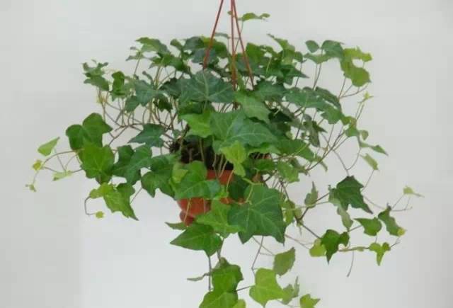 室内养什么花最好能净化空气,室内养什么花助于睡眠