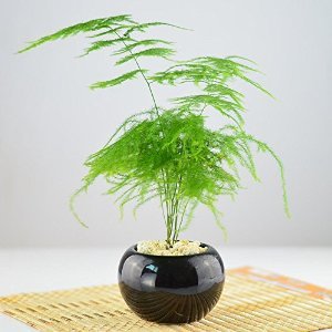 寓意好又能净化空气的绿植，给家里带来好运财运！