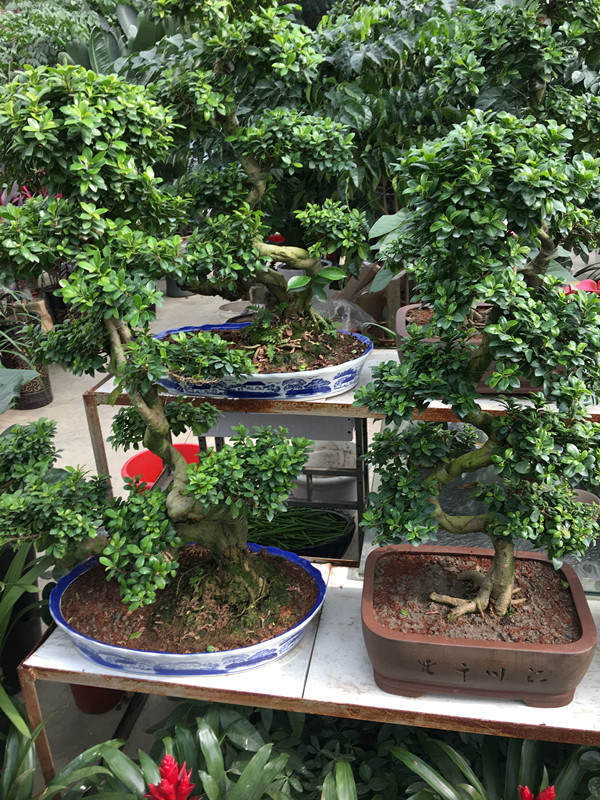 年宵花市探“鲜”记（一）之孤独的花大姐