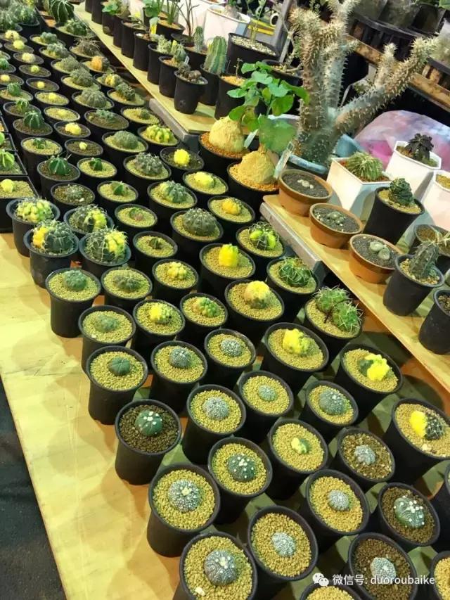 春节花市的鲜花,春节能看花的植物