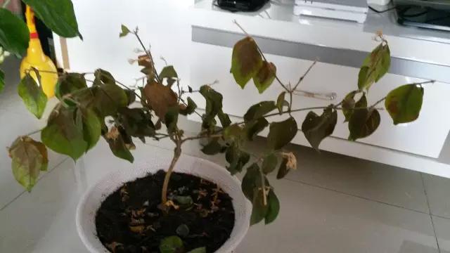 植物黄叶烂根了怎么补救,植物叶发黄是缺什么元素