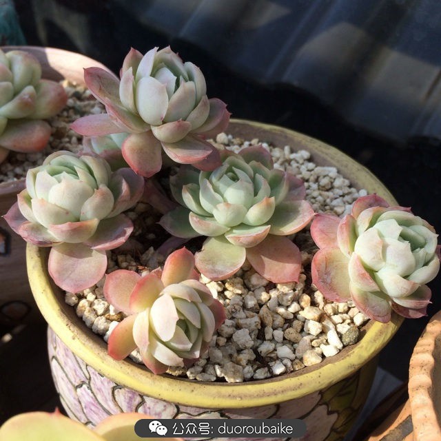 院子阳光房多肉,阳光房庭院多肉