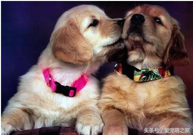 宠物犬打了疫苗咬人有事吗,宠物犬咬人如何处理