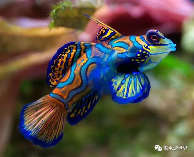 变性、伪装、雌雄同体--谁是微距世界的奇葩?