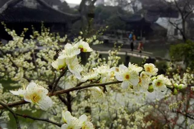 苏州春季梅花免费观赏胜地,苏州梅园赏梅花时间
