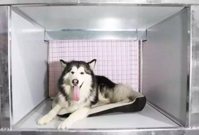 优狗宠物度假寄养房间,春节24小时宠物寄养机构价目表