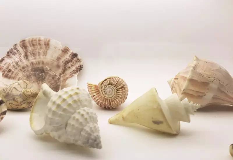 聂鲁达说，没有玩具我就没法活！那么，来看看大诗人怎么活的吧