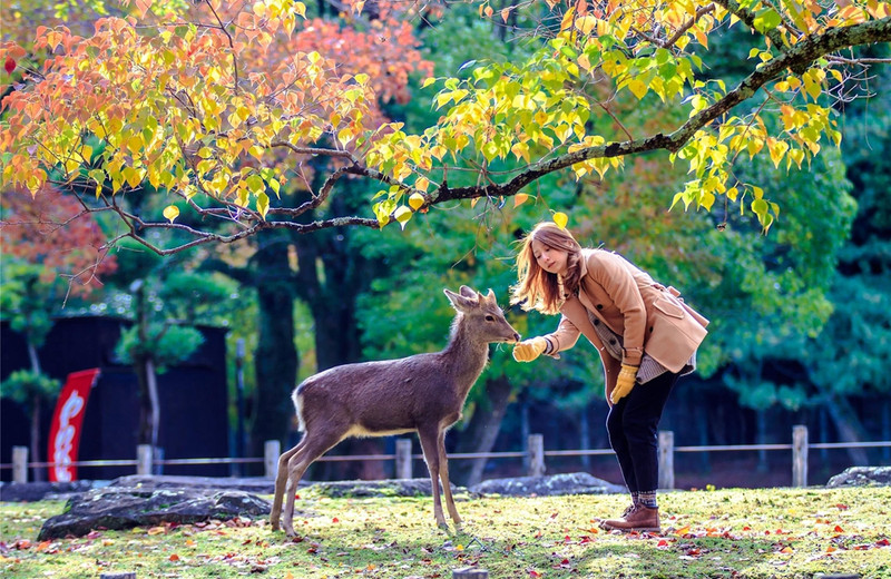 日本最值得去的城,日本旅游最适合去的几座城市