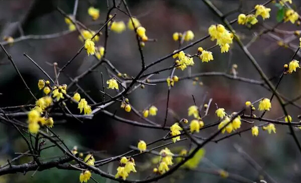 距离春节上班还有多少天,南京节假日去哪玩