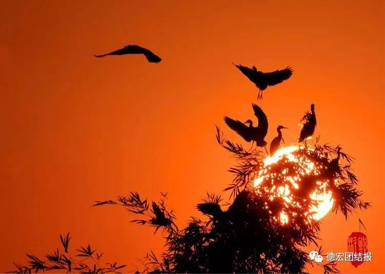 看完这些才知道，日本竟然没有德宏好