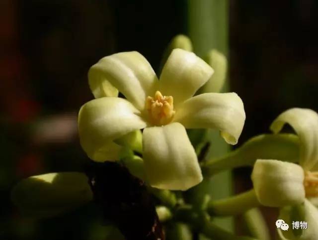 假木瓜可以吃吗,每天一个新鲜熟木瓜吃了好吗