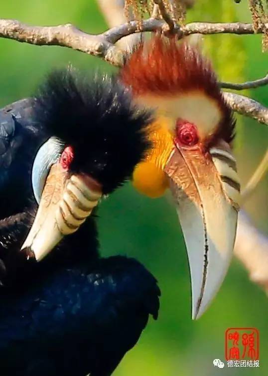 看完这些才知道，日本竟然没有德宏好