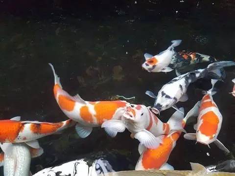 锦鲤疑难杂症,解决锦鲤疾病