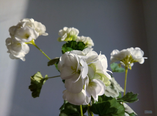 魅蓝5s旗舰版,魅蓝5s性价比