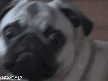 呼和浩特狗咬狗,呼和浩特被狗咬伤