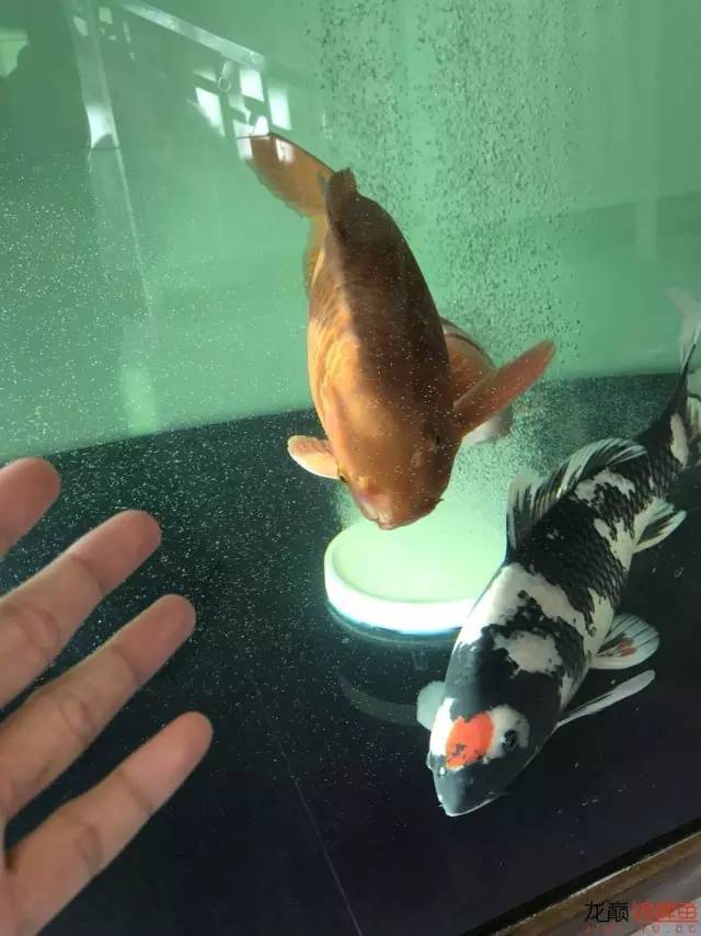 地缸里面漂浮的粉末怎么解决,粘的地缸怎么干得快