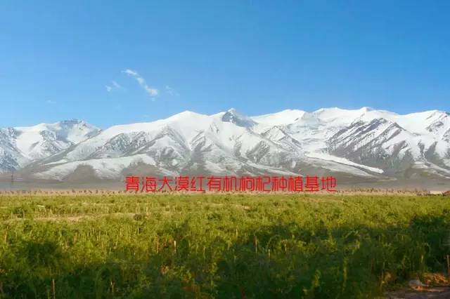 青海食用枸杞,青海枸杞为什么那么甜