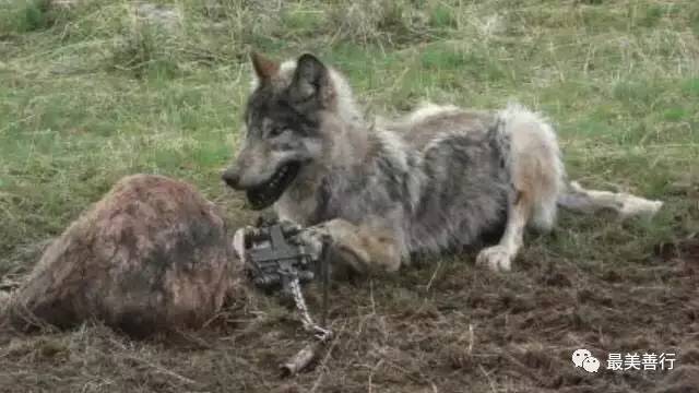 明星加拿大鹅,明星加拿大鹅穿搭