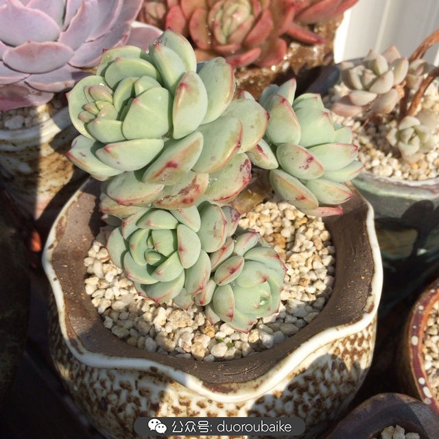 院子阳光房多肉,阳光房庭院多肉